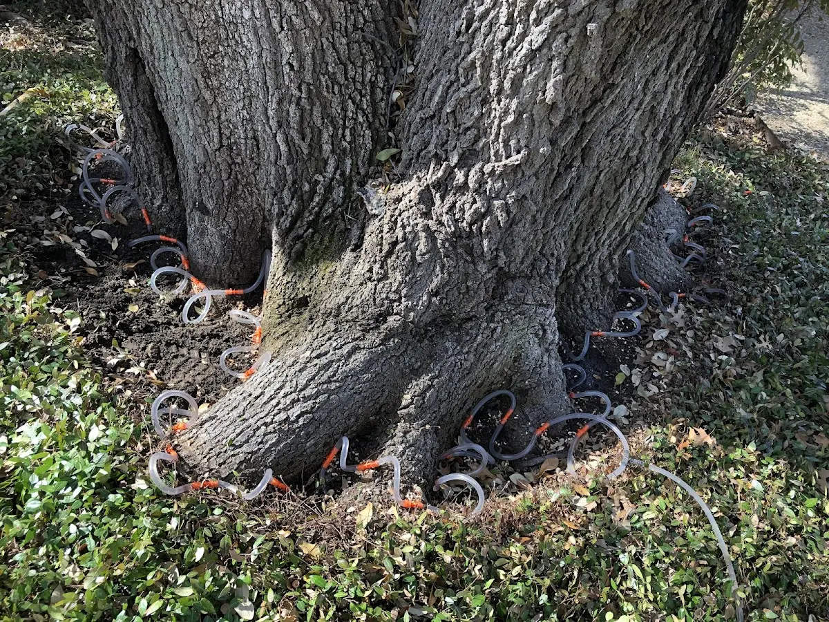 Detailed Tree Cabling and Bracing job site in Owensburg
