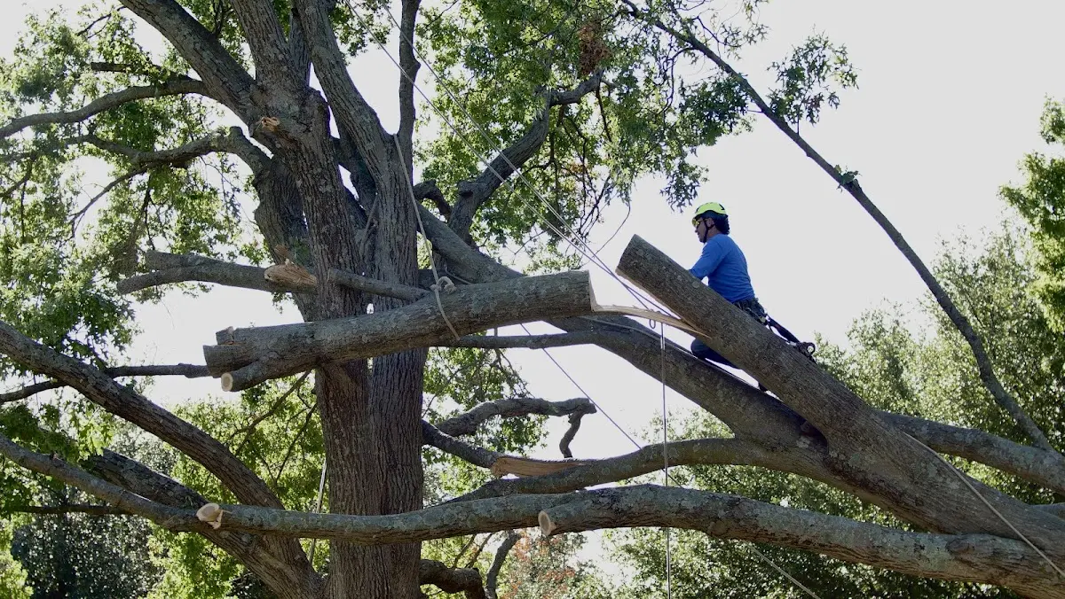 Professional Crown Thinning performed by certified arborists in Owensburg